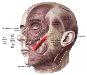 How smiling affects the brain -- zygomaticus major muscle